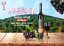 欧洲水果之王竟是它？不老莓有什么特别之处？
